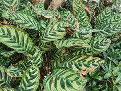 -祥源·阜阳生态乐园