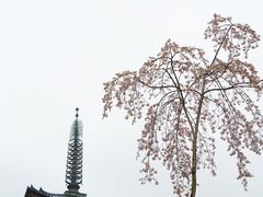 -醍醐寺