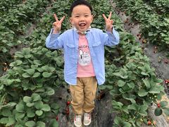 -小鱼草莓采摘园农家乐·小鱼餐厅