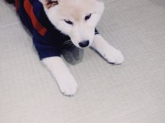 -逗柴咖啡屋·狗咖猫咖宠物桌游