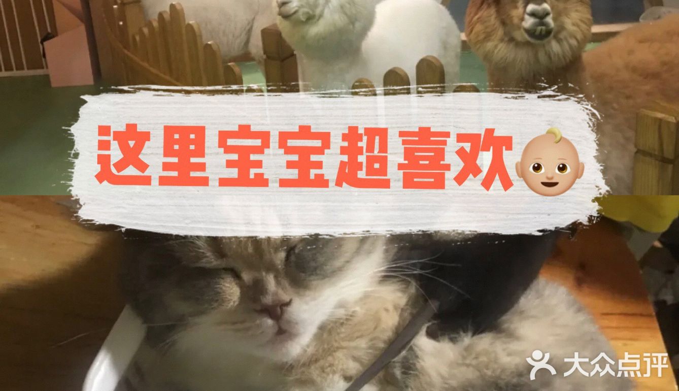 放电好去处 || 藦茜花园宠物主题体验馆