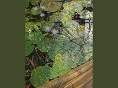 -国家植物园南园