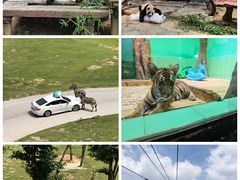 -广州长隆野生动物世界