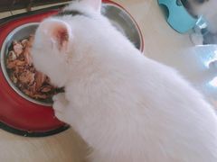 -爱贝特动物医院·猫口炎专科