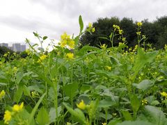 -长春公园(普阳街道)