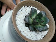 -青岛海尔洲际酒店