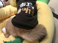 -逗柴咖啡屋·狗咖猫咖宠物桌游