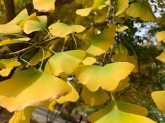 -大兴滨河森林公园