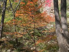 -本溪汤沟绿石谷森林公园