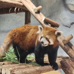 -Zoolung Zoolung动物主题公园(海信广场店)