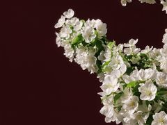 -大觉寺-停车场