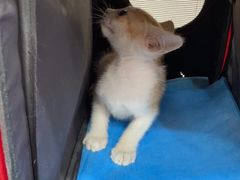 -创凡宠物医院·骨专科  猫科中心(西乡分院)