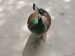 -北京麋鹿生态实验中心