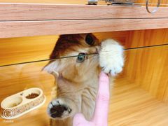 -猫十亿·布偶金渐层·曼基康矮脚猫舍(青年路店)