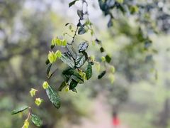 -杭州半山国家森林公园