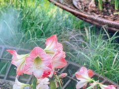 -深圳仙湖植物园