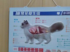 -米苏动物医院·犬猫专科·骨科外科内窥镜