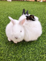 -萌宠亲子动物乐园(槐房万达店)