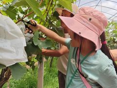 -马陆小张葡萄园农家乐