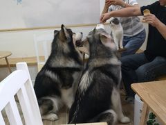 -李小姐の猫咖啡馆(五角场店)