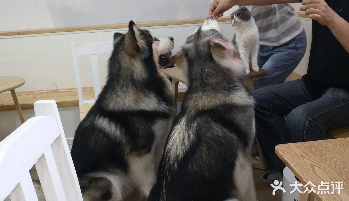 这家可以，猫咪的品种还挺多的