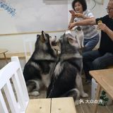 这家可以，猫咪的品种还挺多的