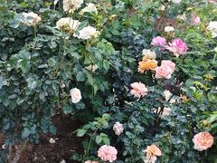 -人民公园(罗湖区)