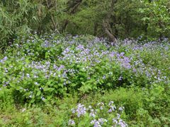 -宝界山林公园