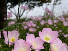 -贡湖湾湿地公园