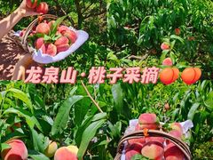 -桃源山庄·水蜜桃采摘·柴火鸡·烧烤团建(龙泉山店)