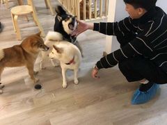 -柴迷FANS CLUB·柴犬狗咖·猫咖