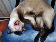 -猫小院猫主题咖啡厅(北锣店)