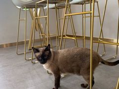 -飞行喵MR PILOT|猫舍·猫咖(静安大融城店)