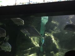 -悉尼海洋生物水族馆