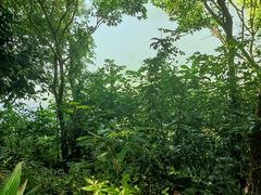 -深圳仙湖植物园