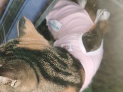 -北京观赏动物医院·24小时大型综合·猫专科·异宠专科