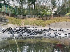 -深圳野生动物园