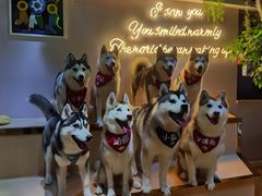 -Husky Go! 哈士奇体验馆·宠物咖啡厅狗咖