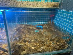水产区-罗马假日海鲜自助餐厅(星湖广场店)