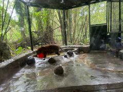 -海南热带野生动植物园