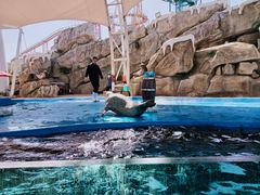 -芜湖新华联大白鲸海洋公园