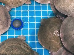 -元银甲·湖北地标美食(汉阳店)