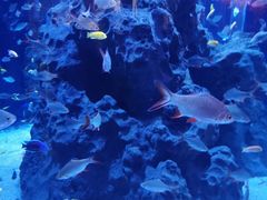 -成都浩海立方海洋公园