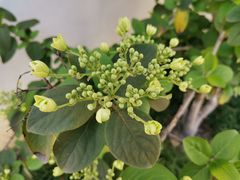 -青果巷历史文化街区