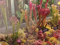 -中国科学院西双版纳热带植物园