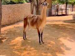 -石家庄市动物园