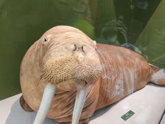 -国家自然博物馆