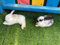 -萌宠亲子动物乐园(槐房万达店)