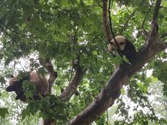 -都江堰中华大熊猫苑