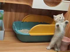 -钦宠·猫咪售卖·洗护·寄养(东圃旗舰店)